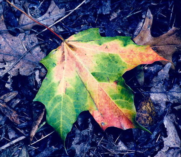 Leaf, MN...