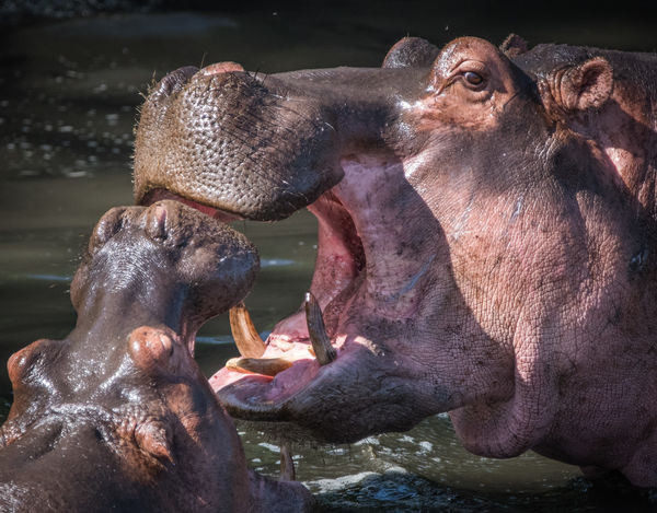 We always knew when we were approaching hippos bec...