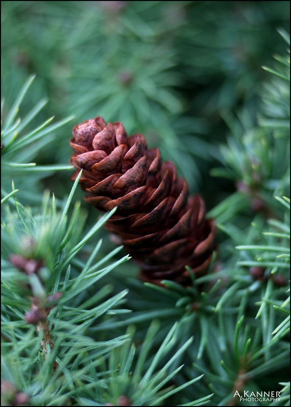 This little pinecone is about 1 1/2"...