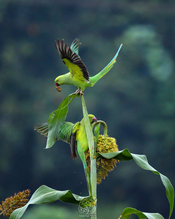 Rose Ringed Parakeet - Female...