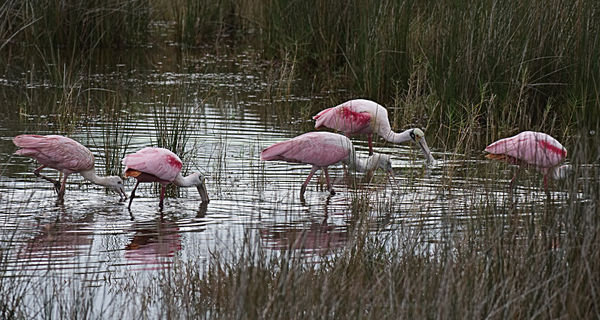 There were more Roseate Spoonbills than I have see...