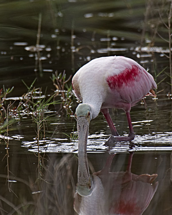 This Spoonbill seemed to be admiring its reflectio...