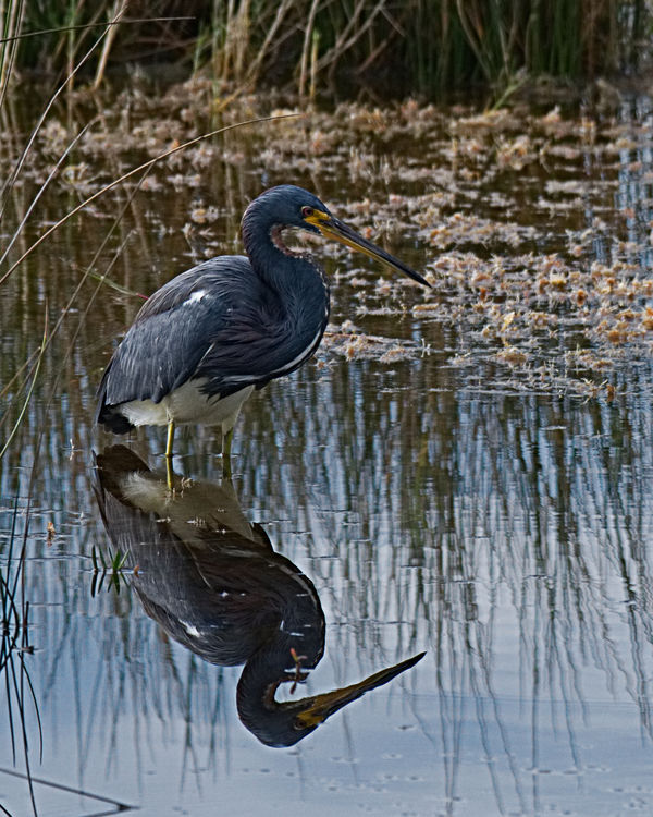 A plump looking Tri-Colored Heron...