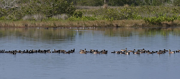 Mostly ducks in a row.  There were many such lineu...