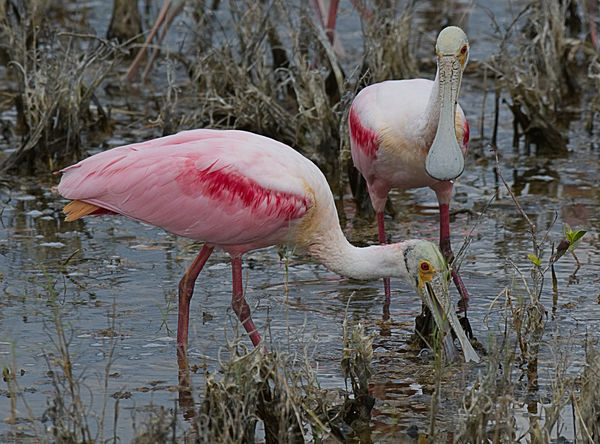These two Spoonbills seemed to enjoy each others c...