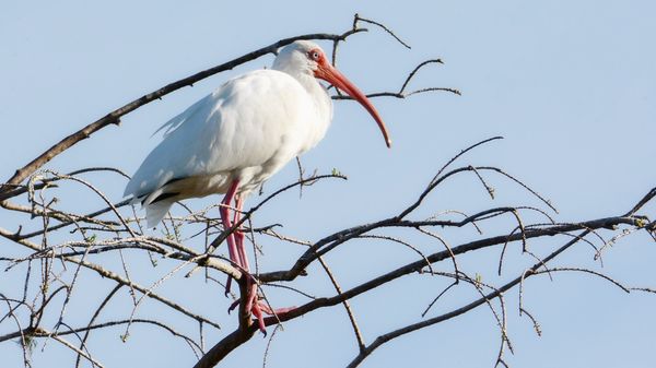 White Ibis...