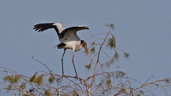 Wood Stork...