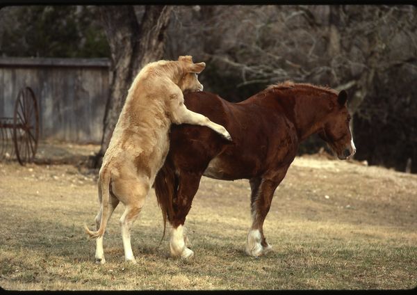 Horse Humping