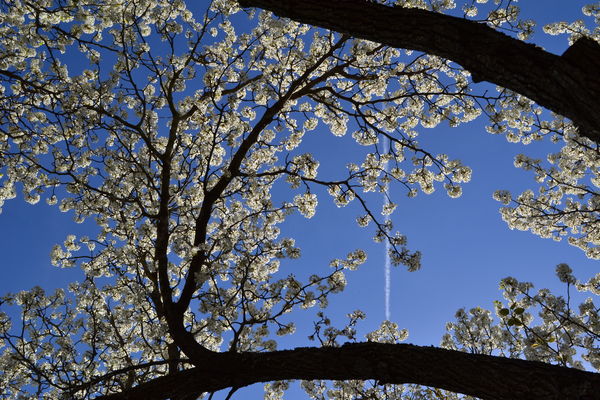 Bradford Pear from a different view...