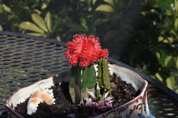 Cactus on the Lanai...