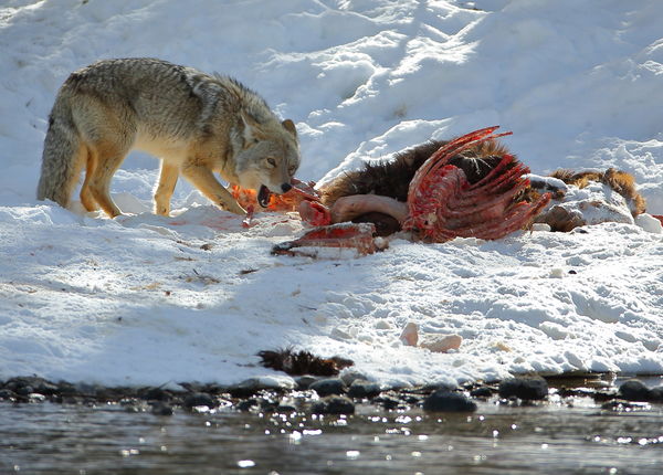 Coyote eating the remains of a wolf killed elk...