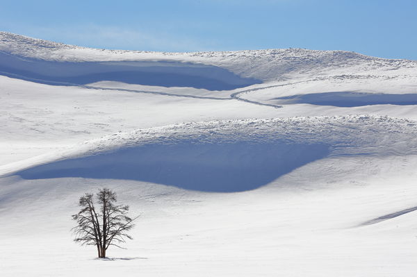 The famous lone tree in Hayden Valley...
