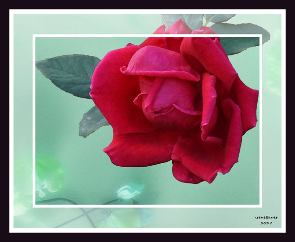 A red rose for your sweetheart.......