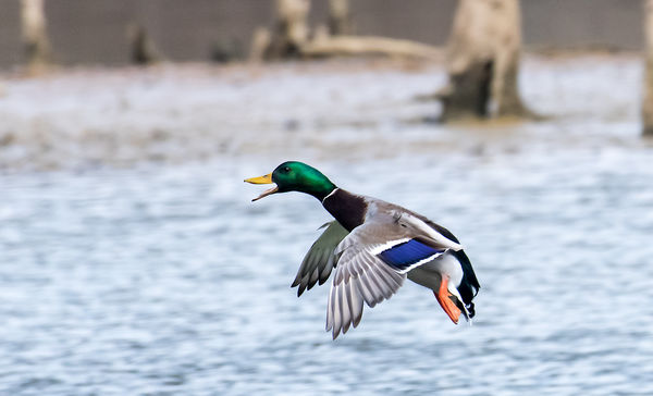 2. A male mallard squawks as he comes in for a lan...