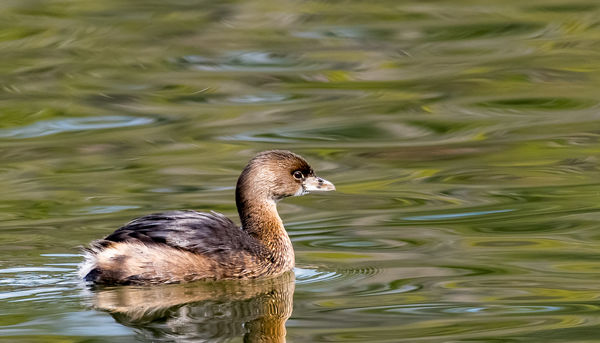 4. Pied billed grebe with pretty water...