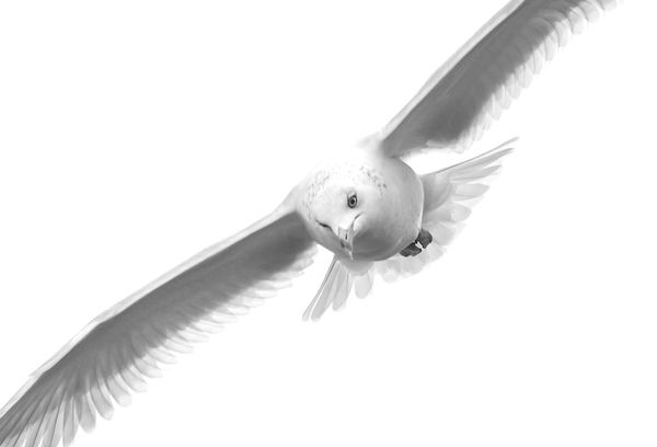 5. Seagull in B&W, I thought the feathers looked s...
