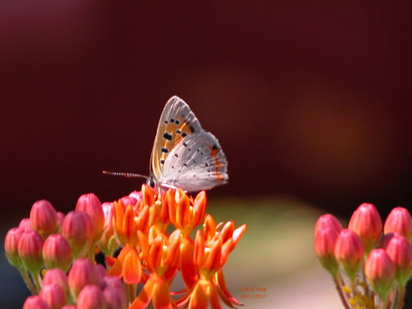 American Copper Butterfly...