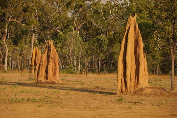 Termite mounds over 3 metres tall, 10-12 feet??...