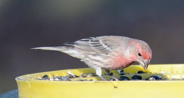 could be a red finch...