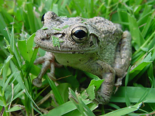 Tree Frog in Florida - Sony FDMAVICA...