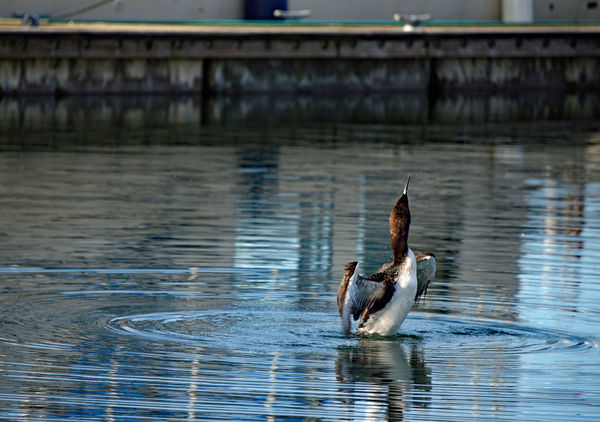 After preening, these loons rise up and flap their...