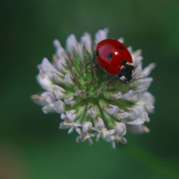 Ladybug/Ladybird depending on were you live....