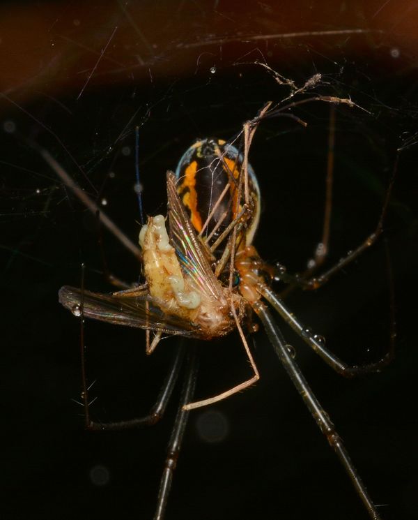 Spider mine. Паук который ест ОС. Оса которая ест пауков. Оса питается пауками. Оса ест паука в Австралии.