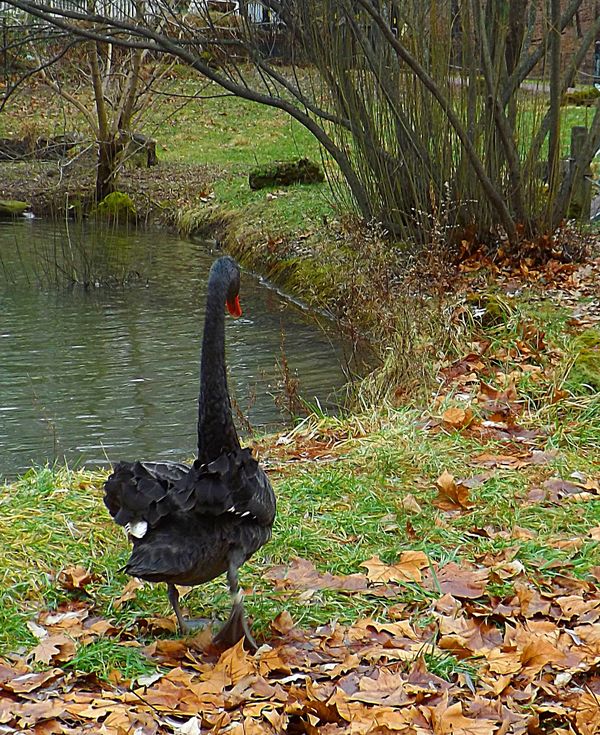 Black swan...
