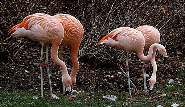 flamingos...