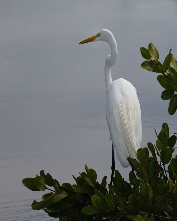 Great Egret in the Mangroves...