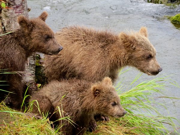 Three Bear Cubs Watching Mom Fishing - Brooks Fall...