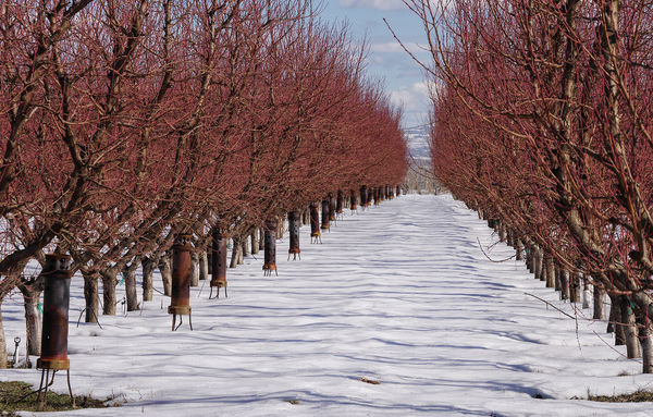 4. Some of the orchards display reddish new growth...