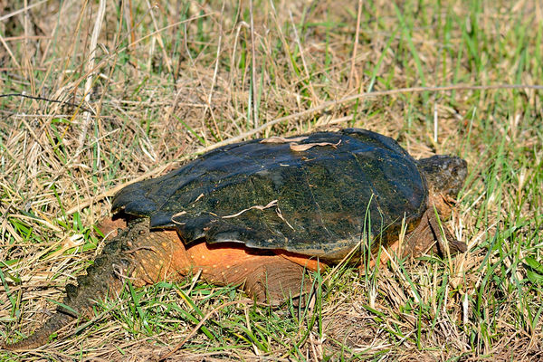 snapping turtle est. 20 pounds...