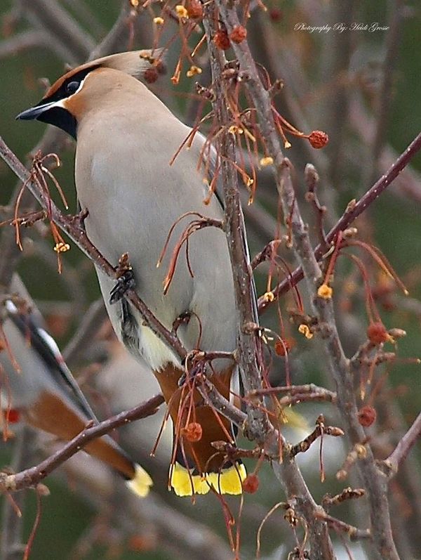 Waxwing enjoying the berries off an Olive Tree...