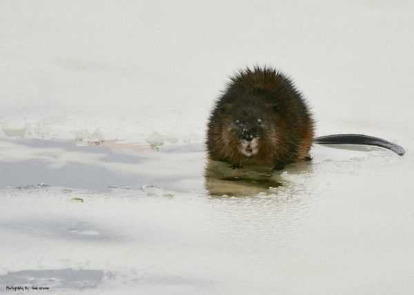 Muskrat Out On The Ice...