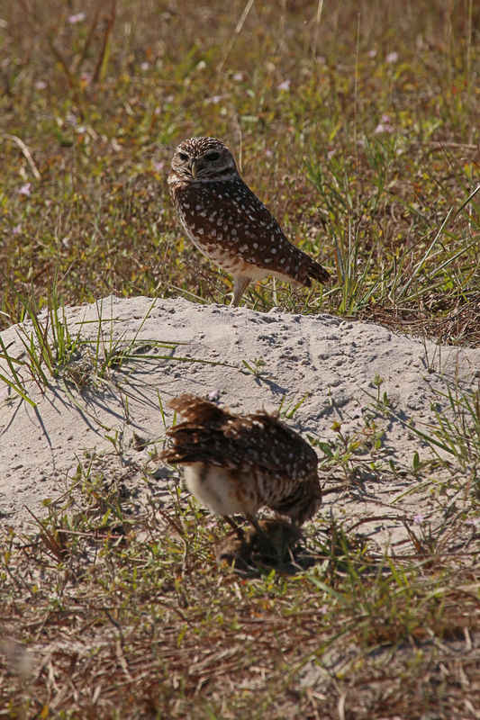 The owl in the foreground is working on a rat....