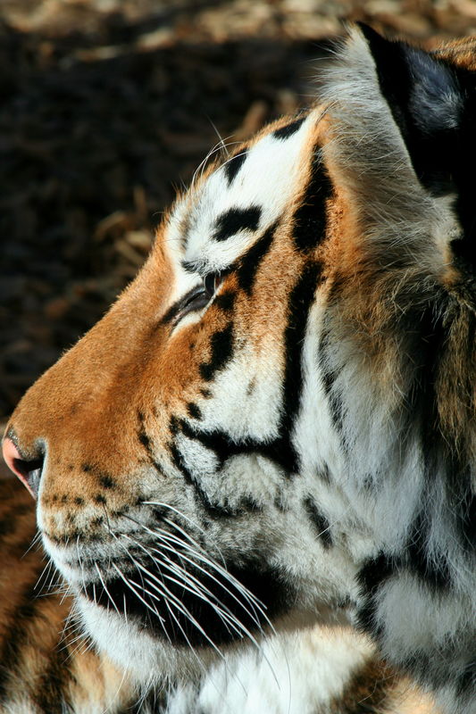 Portrait of a Tiger...