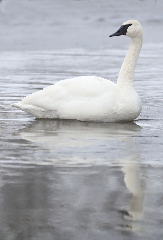 Trumpeter Swan...