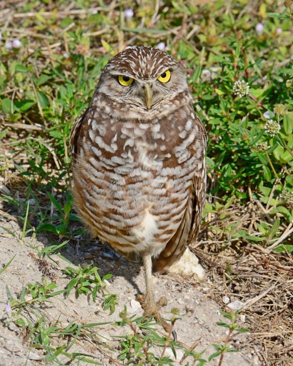 Burrowing Owl (Marco Island)...