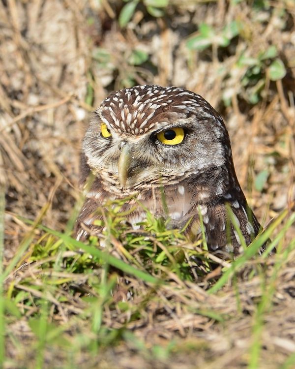 Burrowing Owl (Marco Island)...