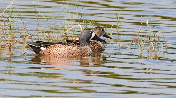 Blue-Winged Teal...