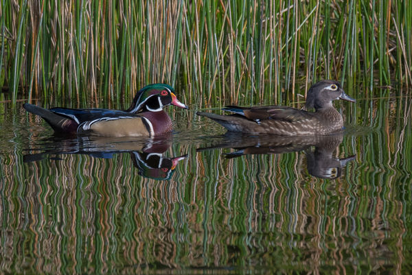 female and male Wood Ducks...