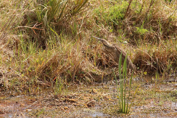 American BIttern - well camouflaged!...