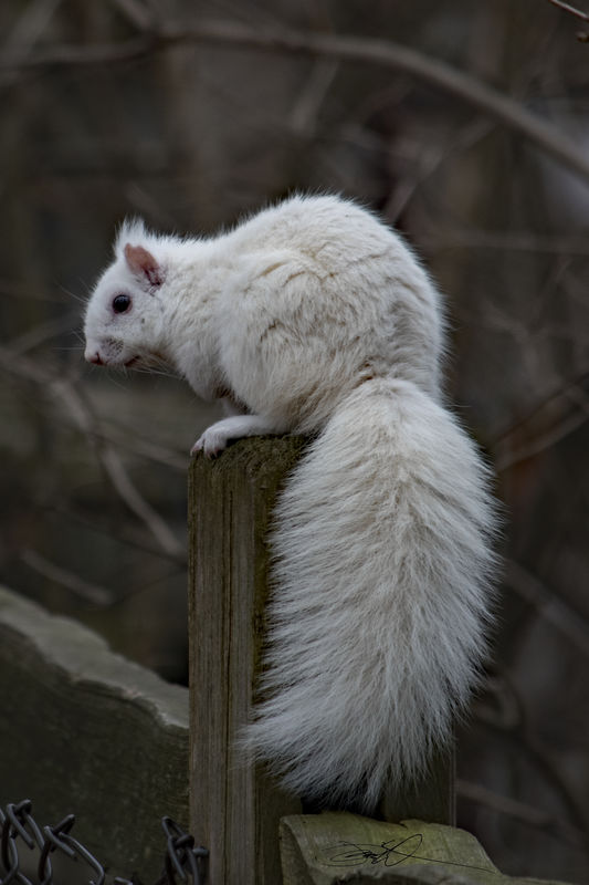White Morph - Grey Squirrel...
