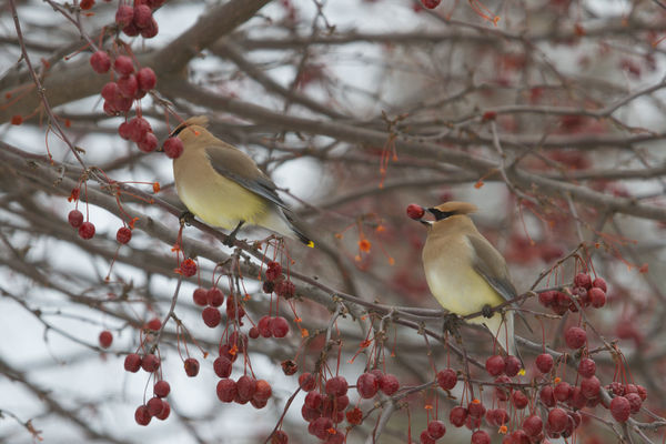Hungry Waxwings...