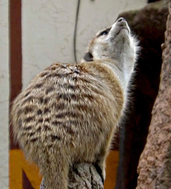 Meerkat at the Cleveland zoo...