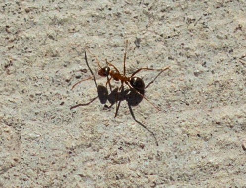 Long Legged Ant...