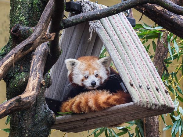 Red Panda snoozing...