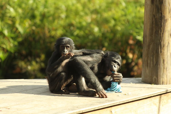 Bonobos...