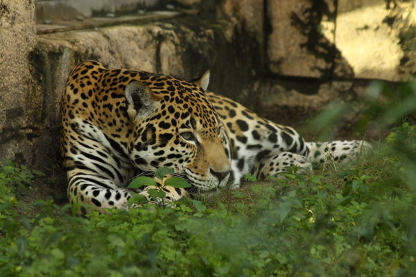Jaguar...